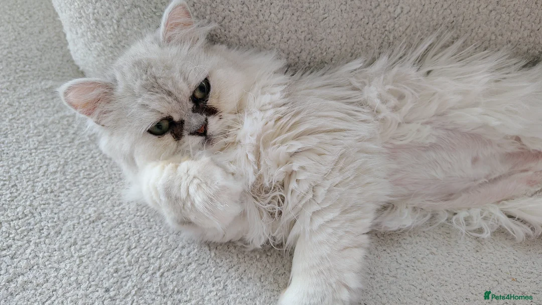 Persian cats for sale: URGENT REHOMING PERSIAN SILVER CHINCHILLA  - Advert 2