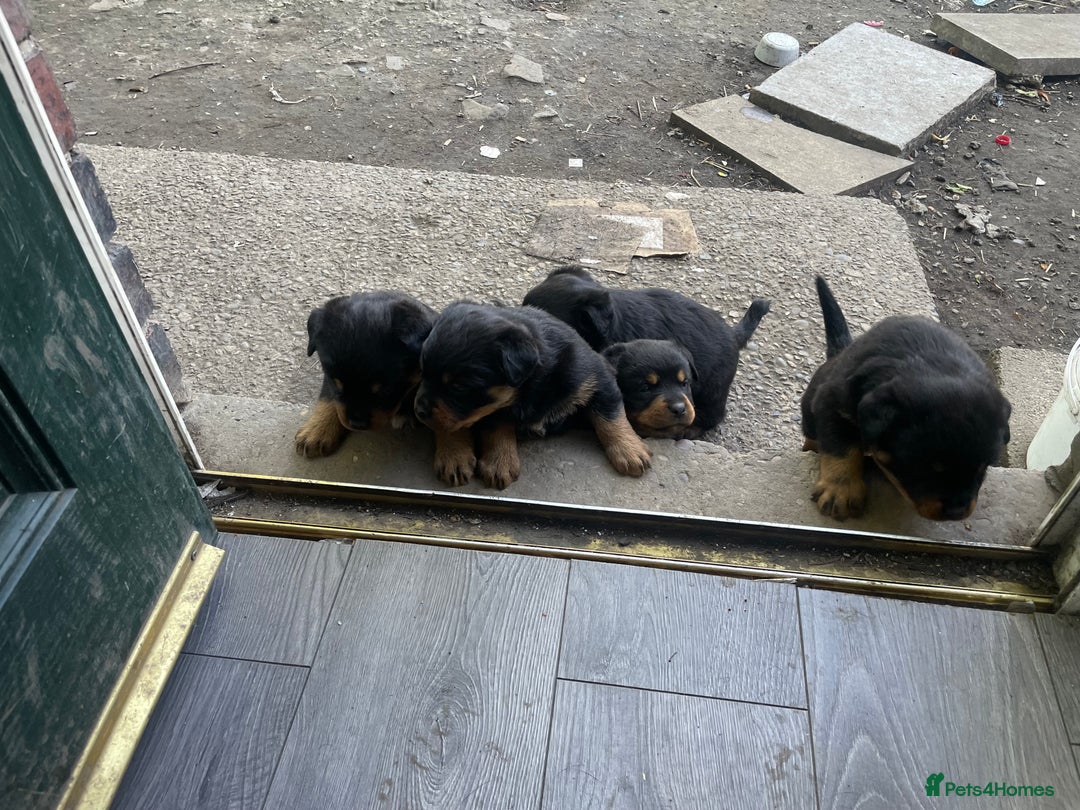 Rottweiler dogs for sale: 5 chunky pure pedigree Rottweiler pups - Image 26