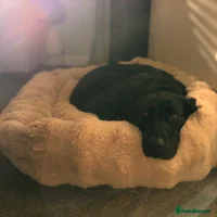 Labrador Retriever dogs KC Reg Labradors – FTCh Pedigree, Drakeshead Line - Advert 2