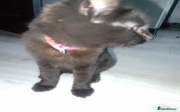 Mixed Breed cats for sale: Female black kittens  - Image 2