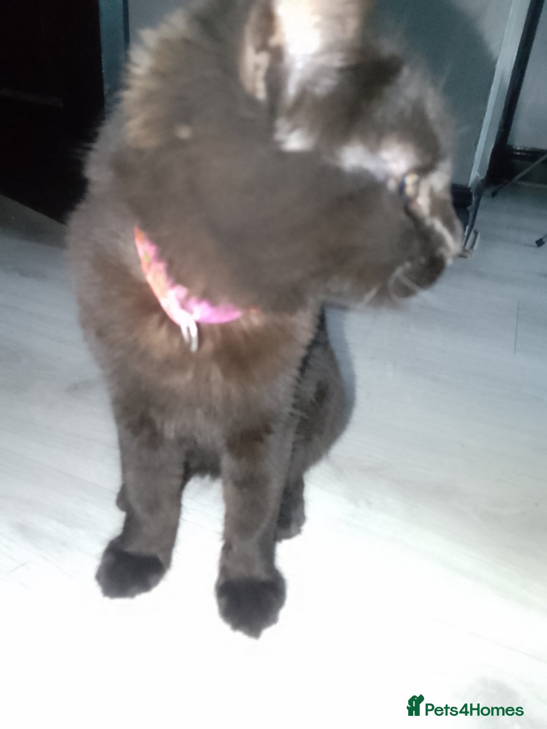 Mixed Breed cats for sale: Female black kittens  - Image 2