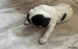 Cocker Spaniel dogs for sale: Blue roan cocker spaniels  - Image 12