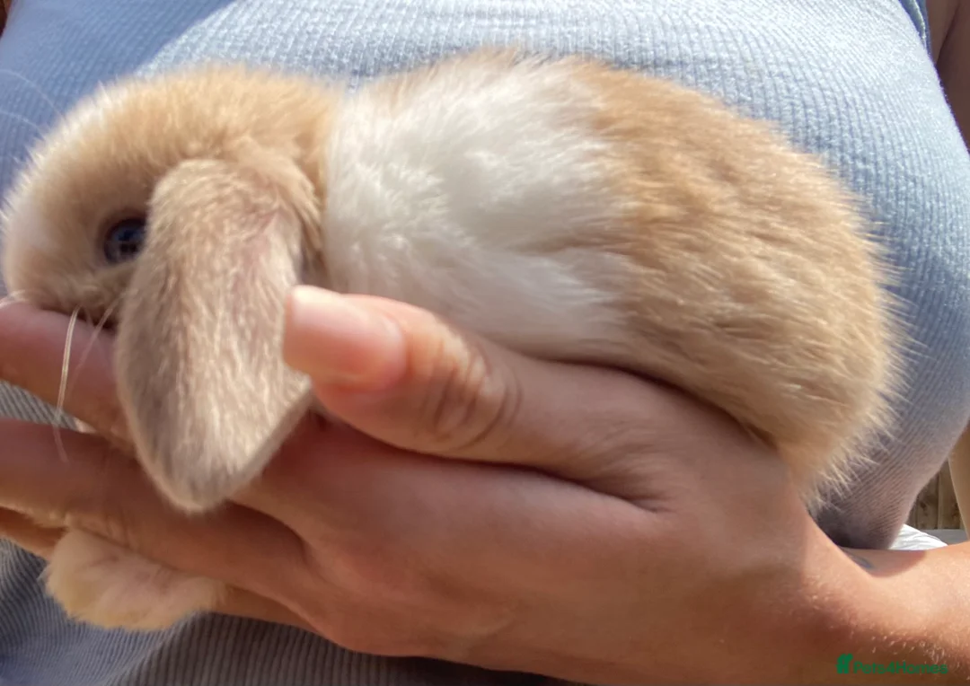 Mini Lop rabbits for sale: Stunning Mini Lop Bunnies in Tunbridge Wells - Advert 3
