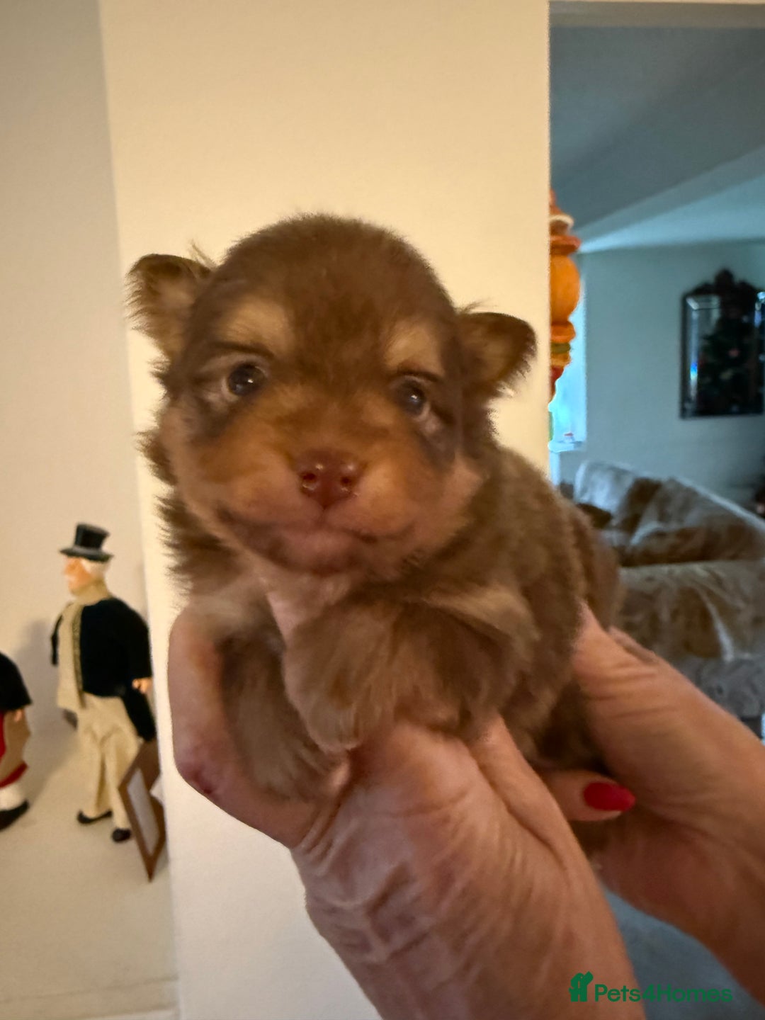 Pomeranian dogs for sale: BEAUTIFUL K.C REGISTERED POMERANIAN PUPPIES  - Advert 9