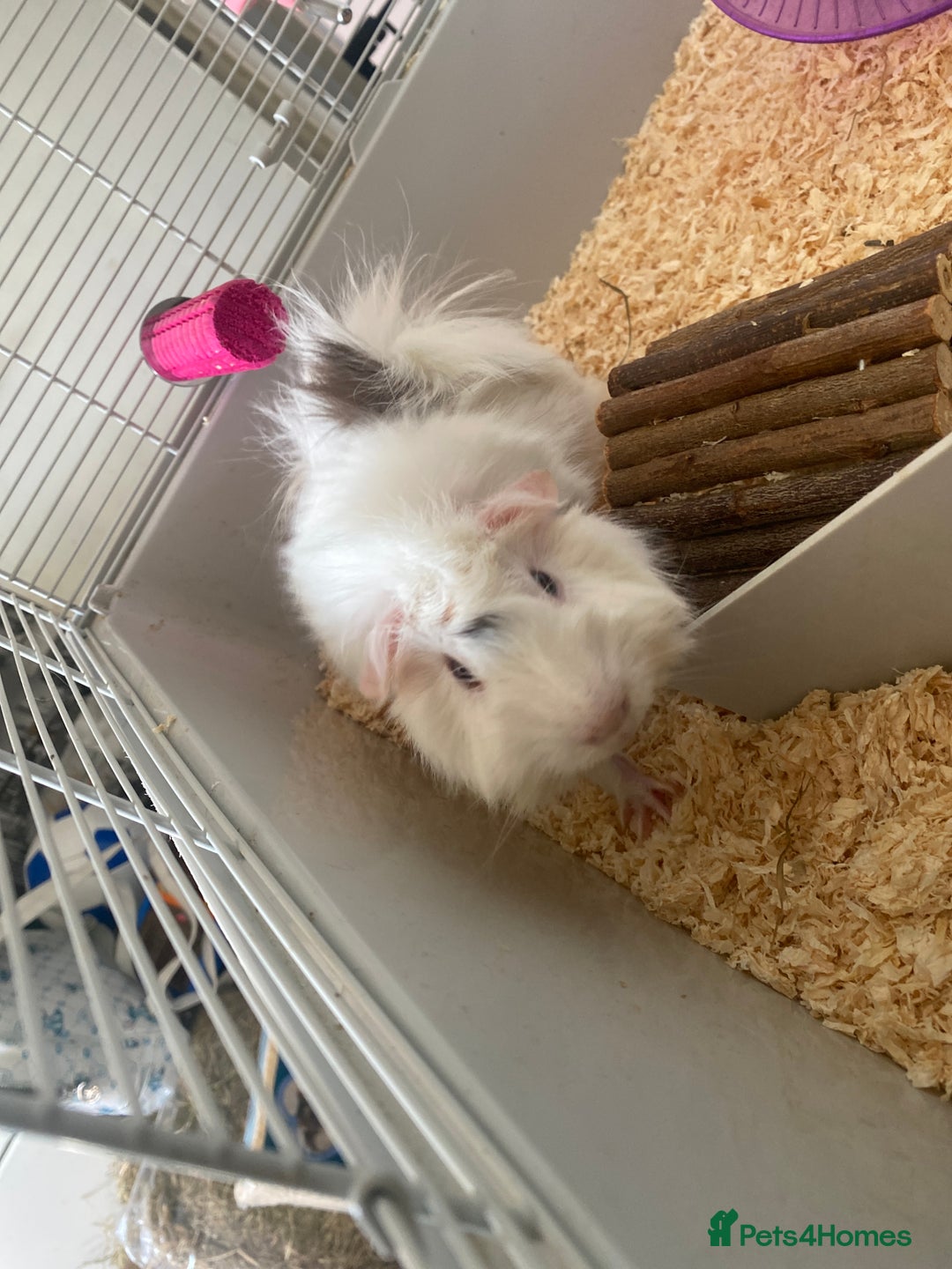Sugar Glider rodents for sale: 2 male guineapigs - Image 3