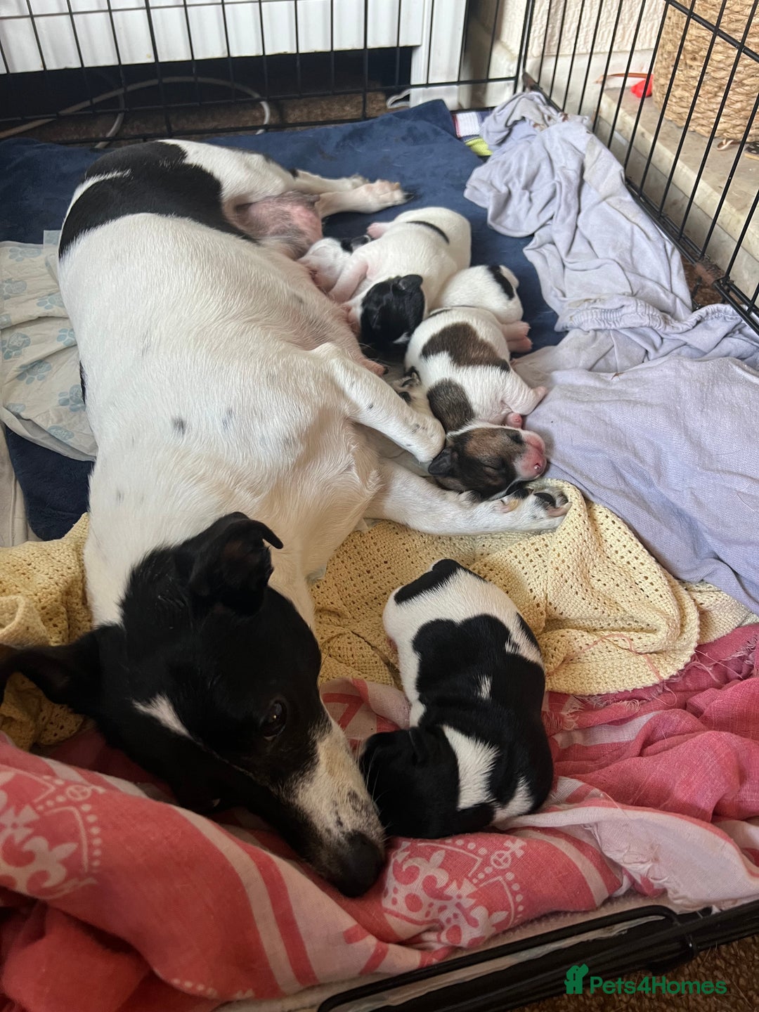 Jack Russell dogs for sale: Jack Russel puppies  - Image 2
