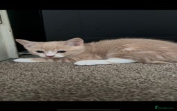 Chartreux cats for sale: Two male grey chartreuse kittens  - Image 4