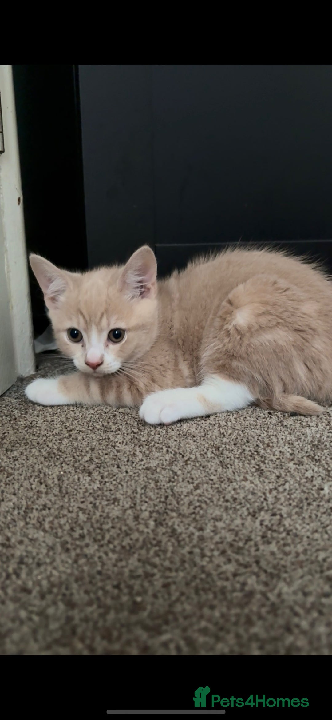 Chartreux cats for sale: Two male grey chartreuse kittens  - Image 4