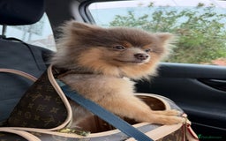 Pomeranian dogs for stud: Beautiful POMERANIAN ready for stud 🐻 - Image 2