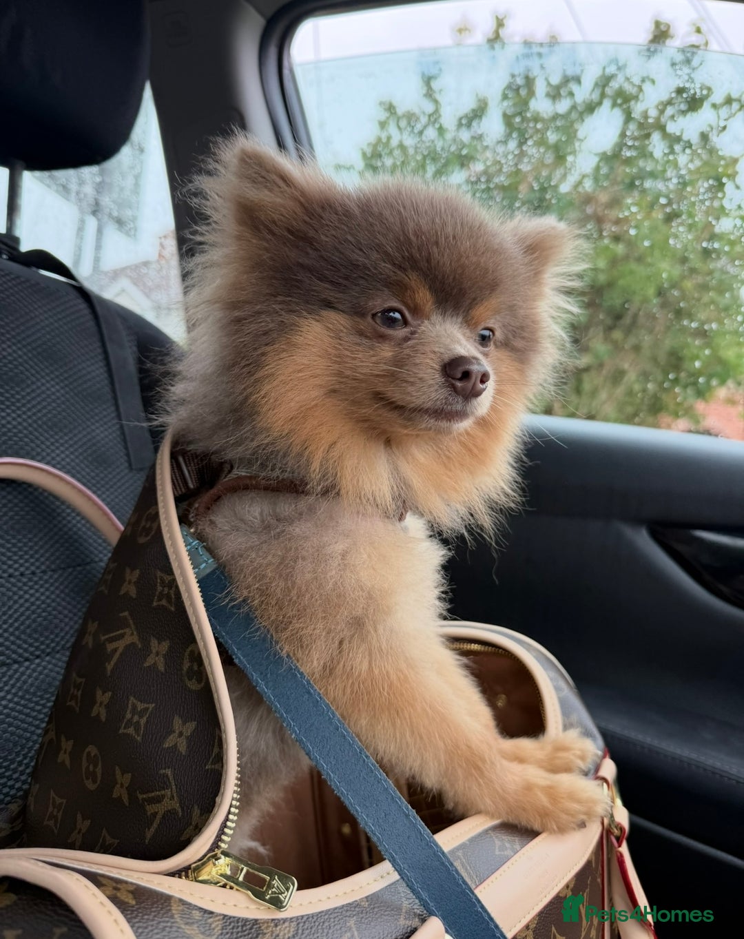 Pomeranian dogs for stud: Beautiful POMERANIAN ready for stud 🐻 - Image 2