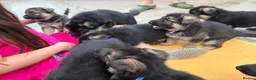 German Shepherd dogs for sale: Top Quality GSD (Alsatian) Pups For Sale - Advert 12