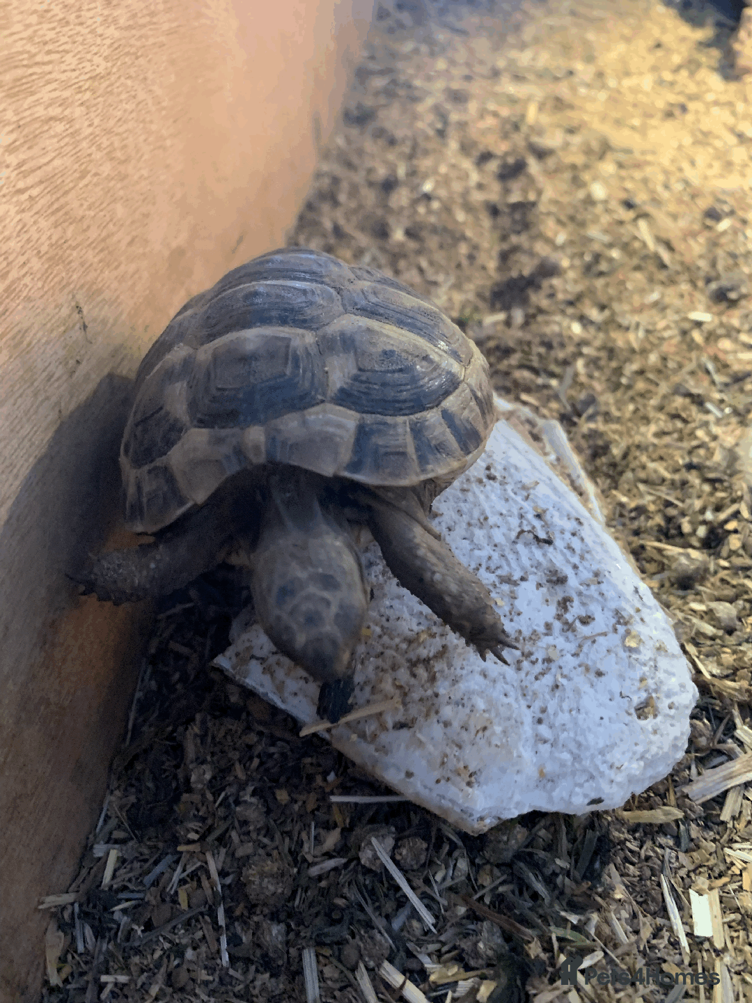 Tortoise reptiles for sale: Mediterranean Spur-thigh Hatchlings - Advert 5