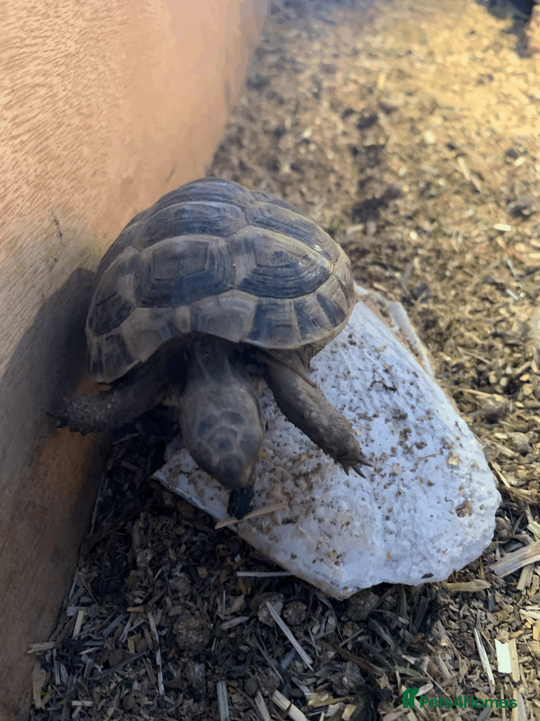 Tortoise reptiles for sale: Mediterranean Spur-thigh Hatchlings - Advert 5