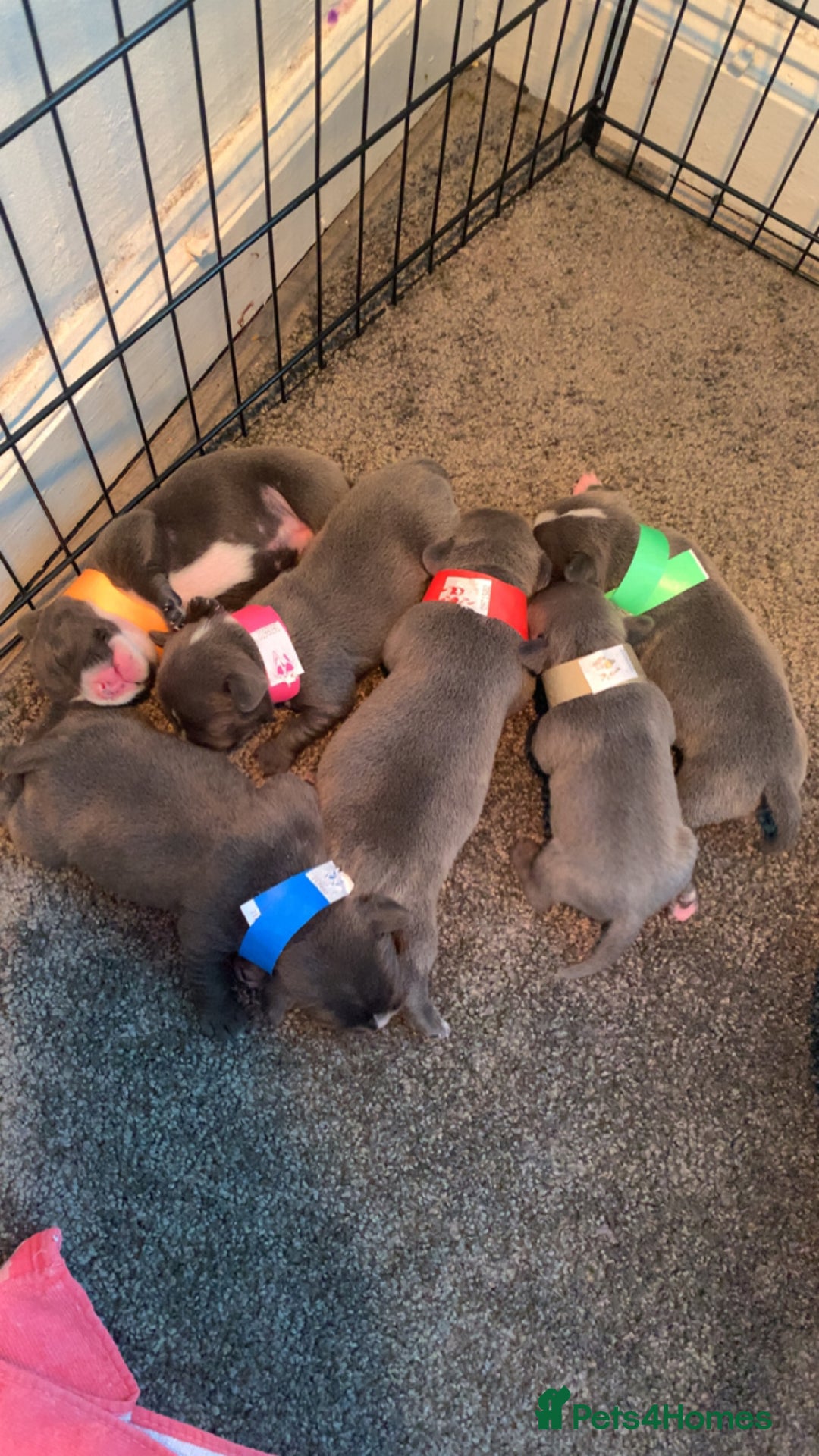 Staffordshire Bull Terrier dogs for sale: Blue staffy - Image 4