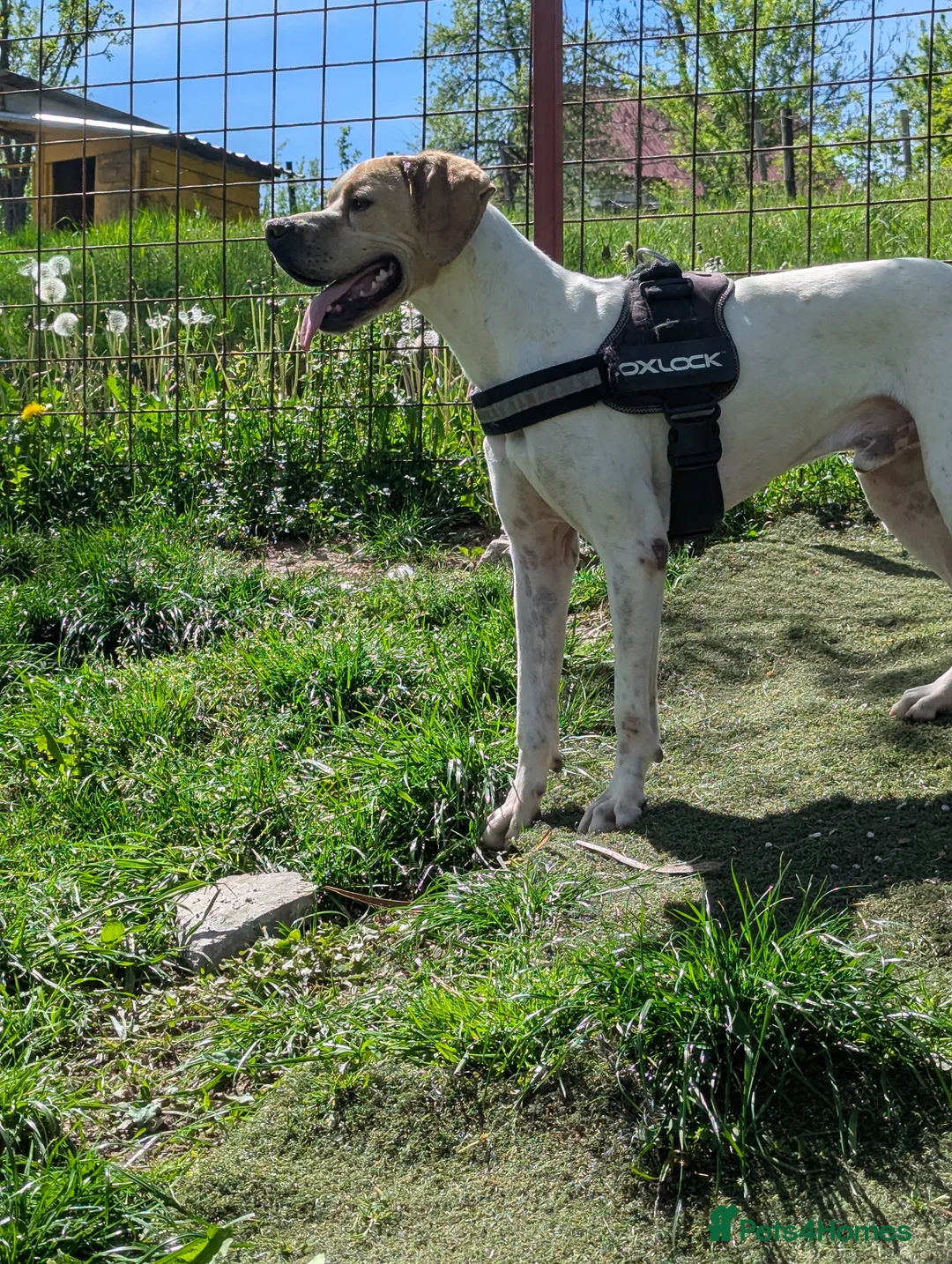 Mixed Breed dogs for adoption: Anjo  in Ormskirk - Advert 2