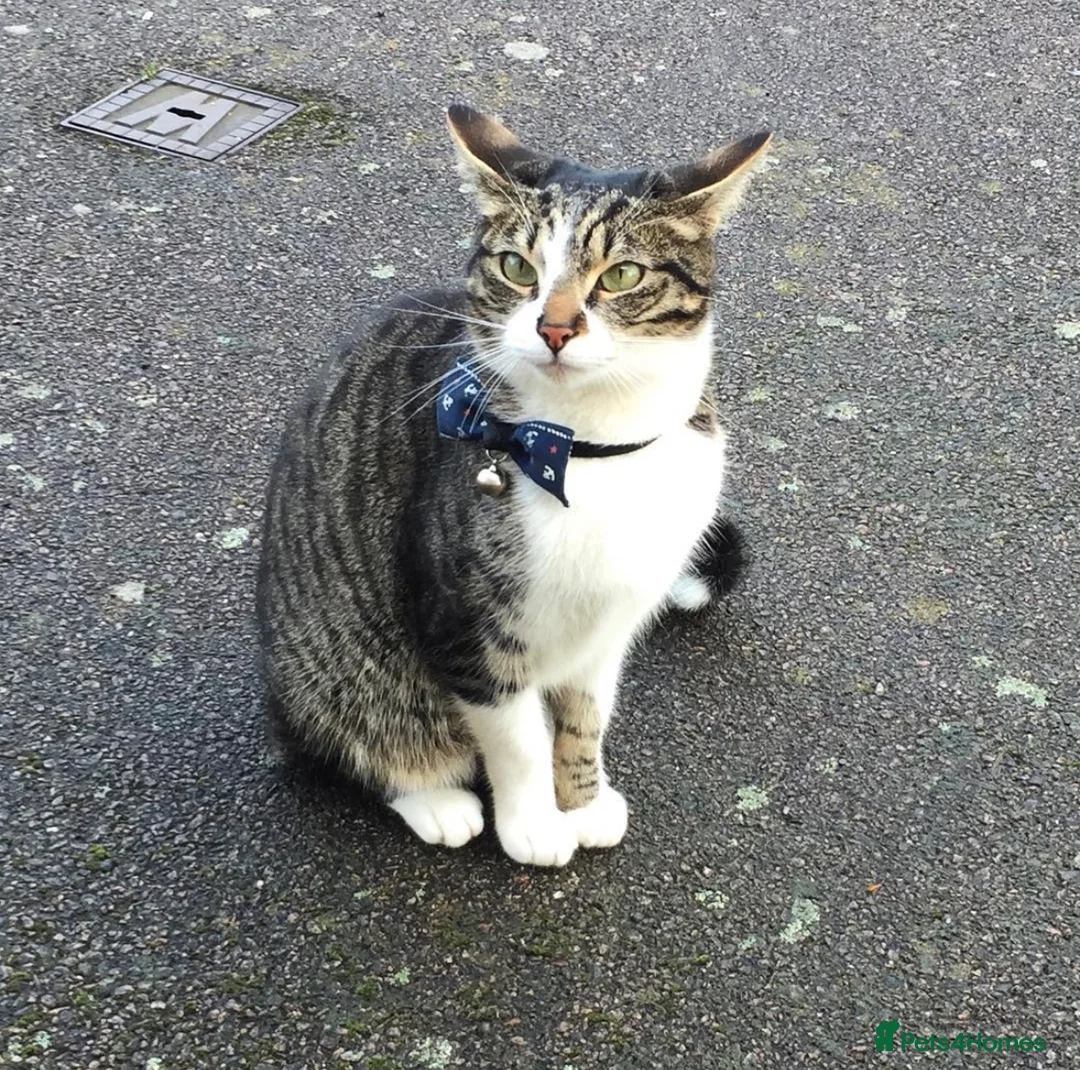 Domestic Shorthair cats for sale: BEAUTIFUL DOMESTIC FELINE CAT - Advert 2