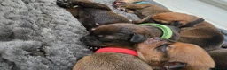Mixed Breed dogs for sale: Cancorso cross mastiff x rottweiler pups for sale in Battle - Advert 16