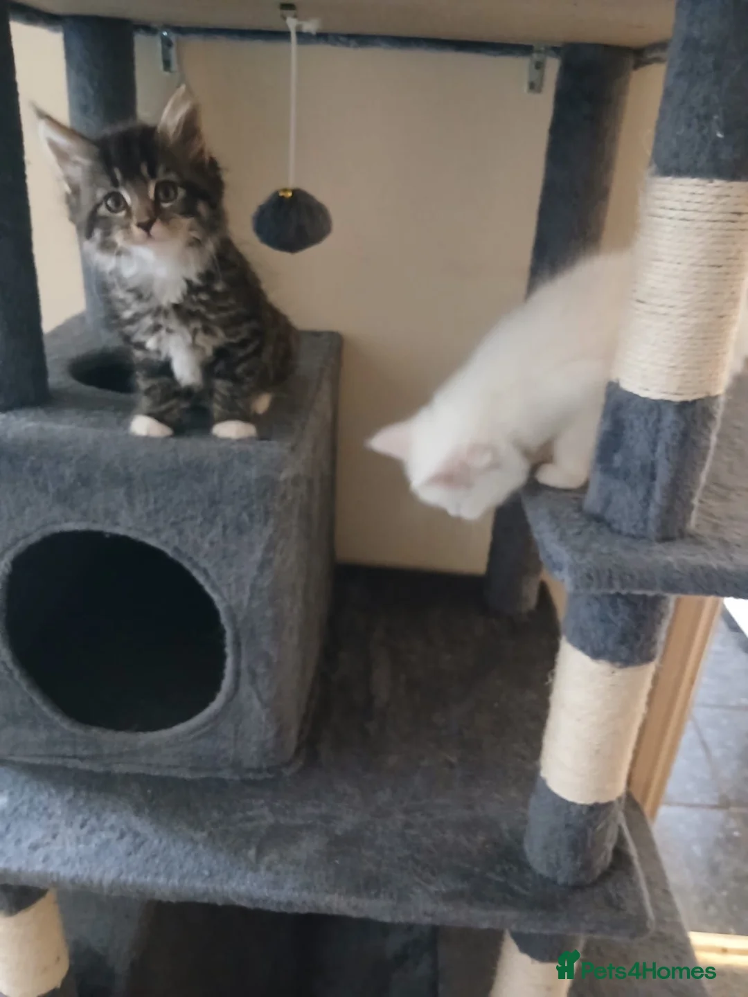 Maine Coon cats for sale: Maine Coon kittens for sale - Advert 2