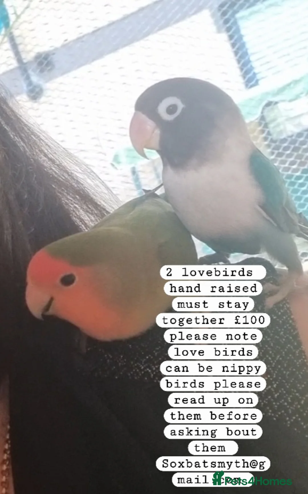 Lovebirds birds for sale: Lovebirds  - Advert 1