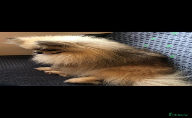Pomeranian dogs - Advert 3