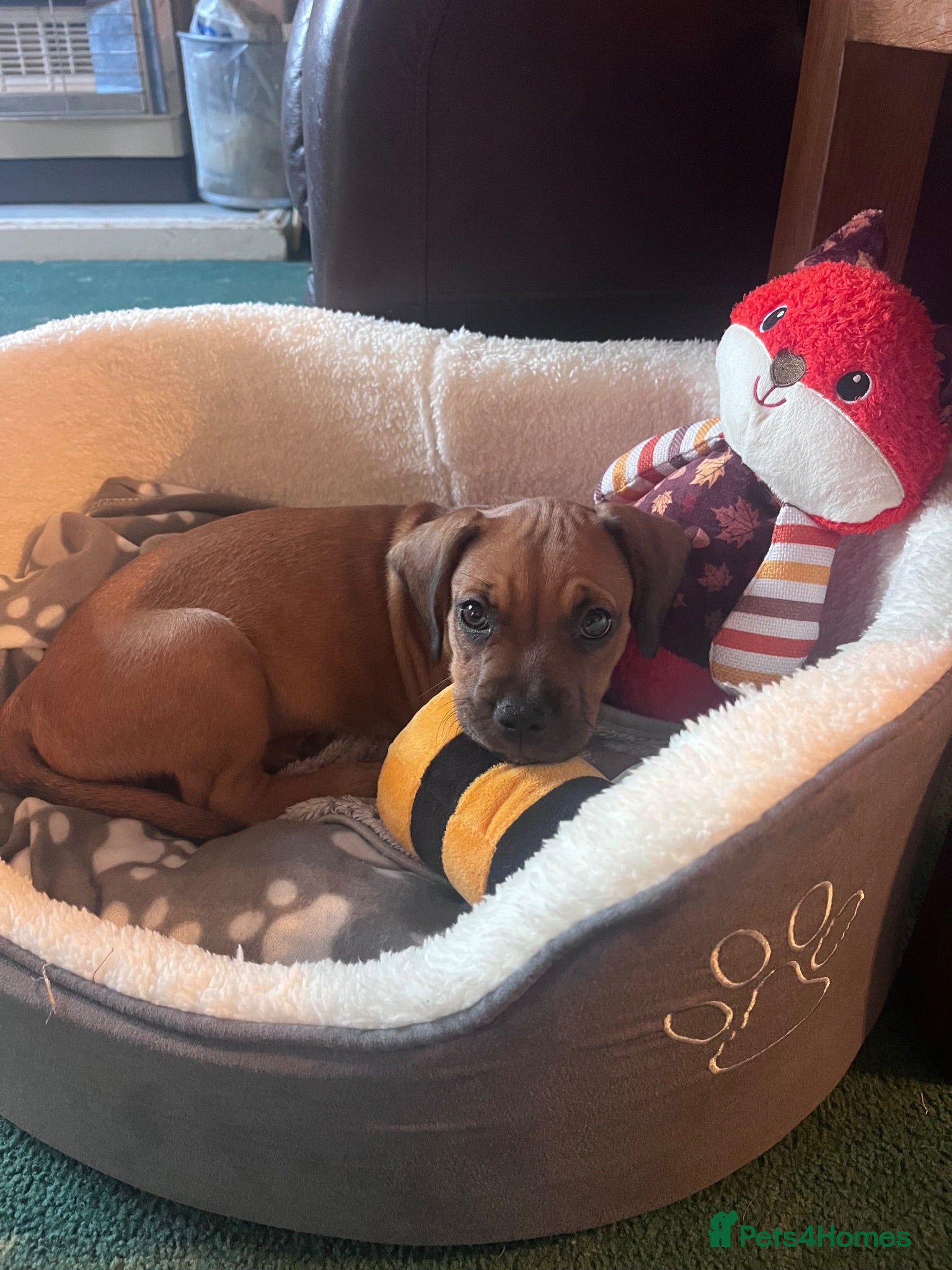 Mixed Breed dogs Sprocker spaniel x Frenchie-Pei  - Advert 18