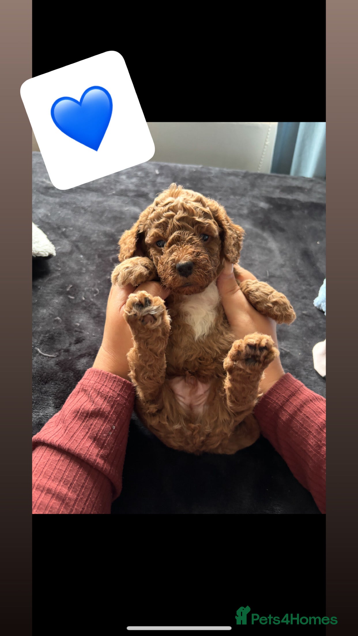 Poochon dogs Adorable Poochon puppies  - Advert 17