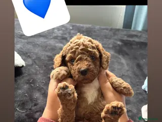 Poochon dogs Adorable Poochon puppies - Advert 17