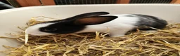 Mixed Breed rabbits for sale: 10 week old bunnies for sale - Advert 2
