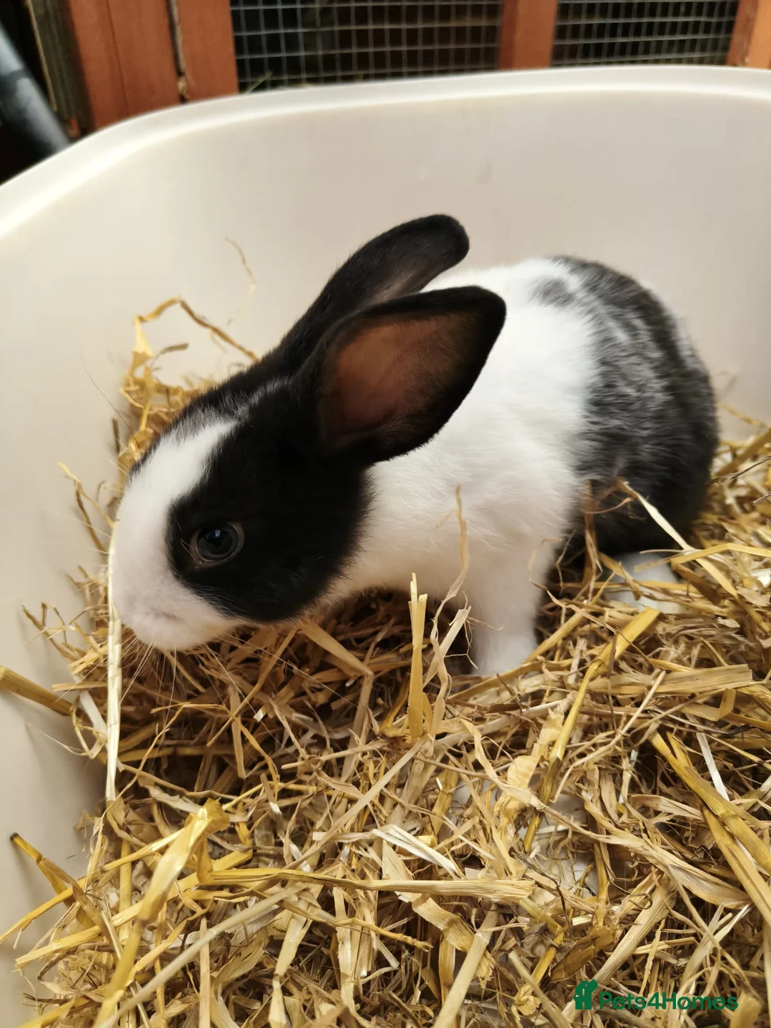 Mixed Breed rabbits for sale: 10 week old bunnies for sale - Advert 2
