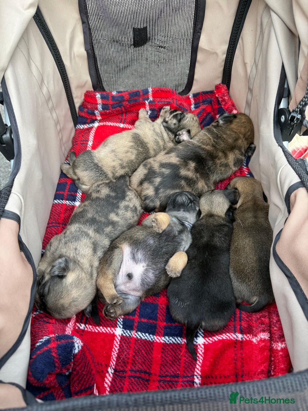 Pug dogs for sale: Pug puppies  - Image 1