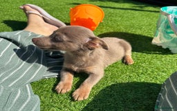 Jack Russell dogs for sale: Miniature Jack Russell puppies Ready to leave in Gillingham - Image 31