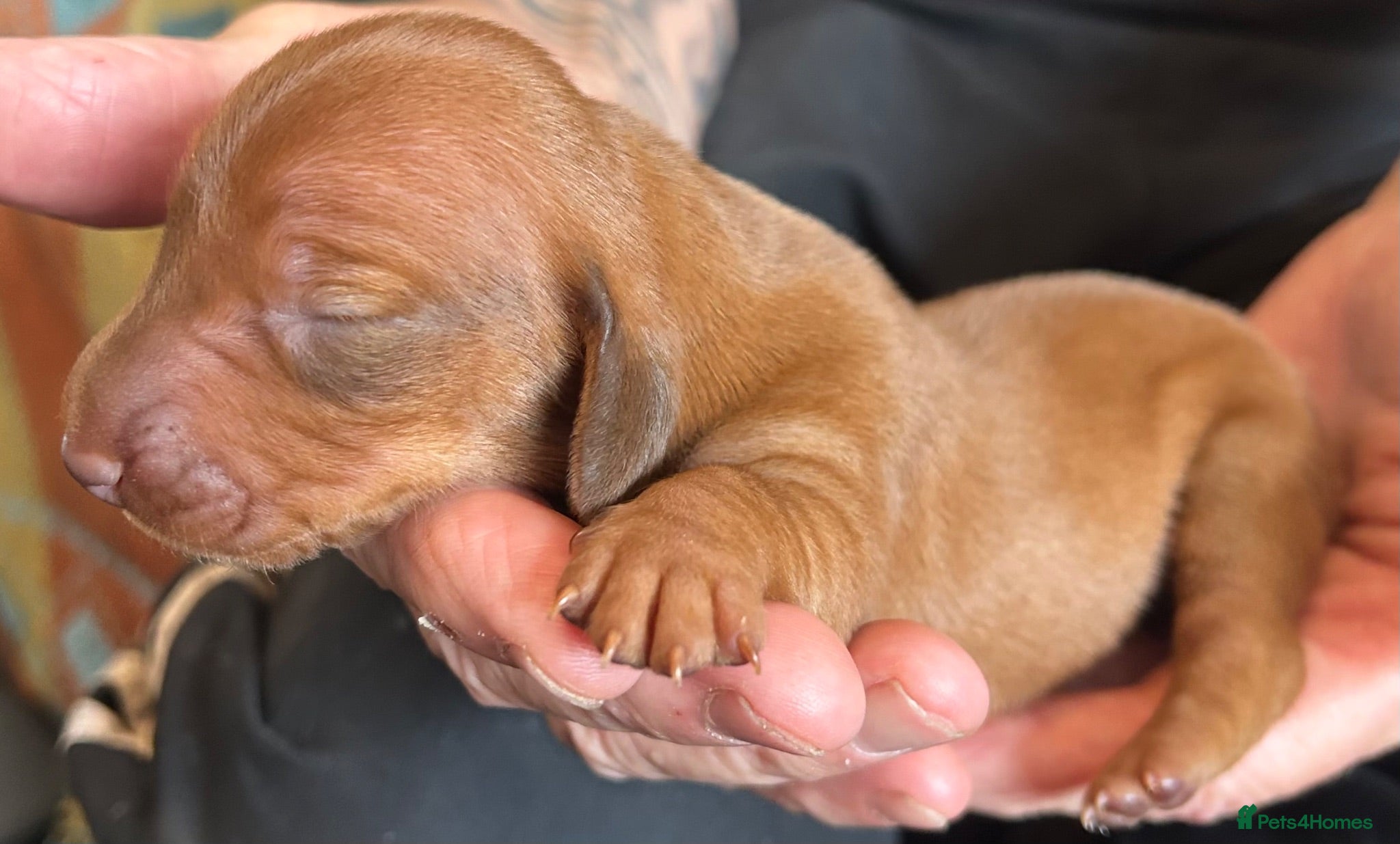 Dachshund dogs QUALITY KC STANDARD SMOOTH DAHSHUNDS  - Advert 1