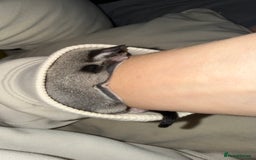 Sugar Glider rodents for sale: 4x sugar gliders - Advert 4