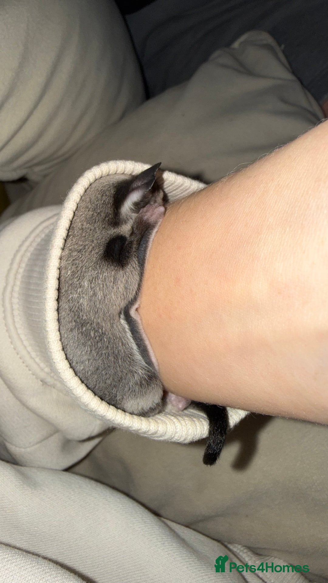 Sugar Glider rodents for sale: 4x sugar gliders - Advert 4