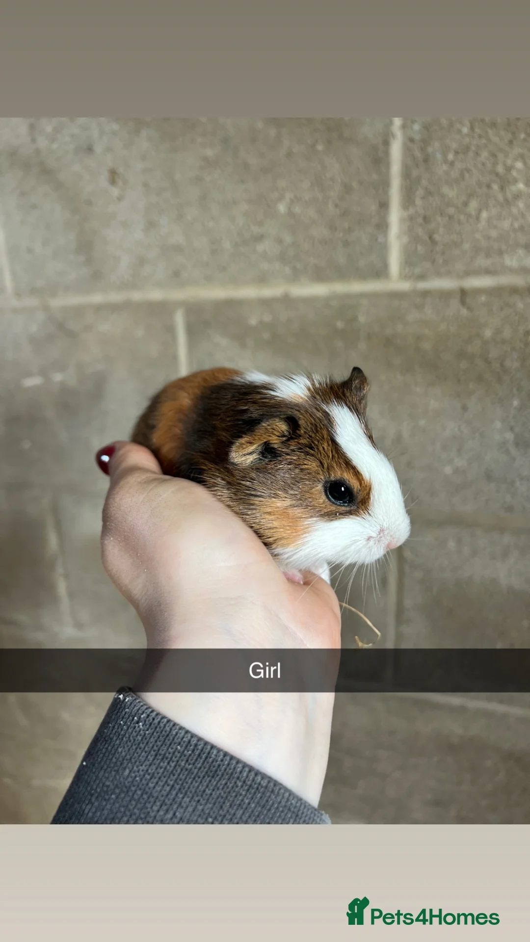 Guinea Pig rodents for sale: Lovely guinea pigs looking for their forever home  - Advert 2