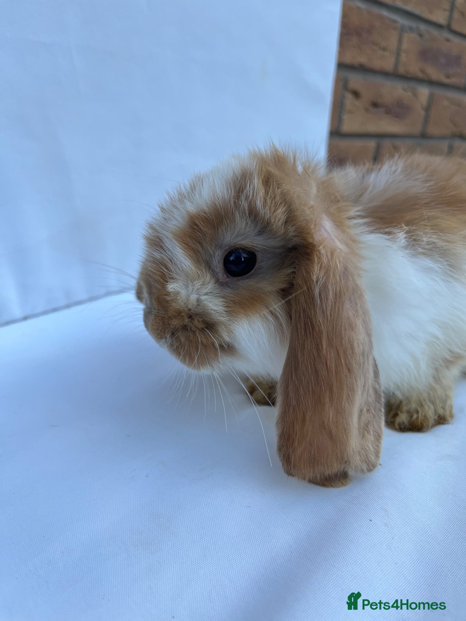 French Lop rabbits for sale: 🐰 Full breed French Lops Ready to Leave 🐰 - Advert 11