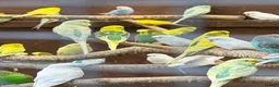 Budgerigars birds for sale: This years Budgies 3-6 months Male & Female - Advert 1