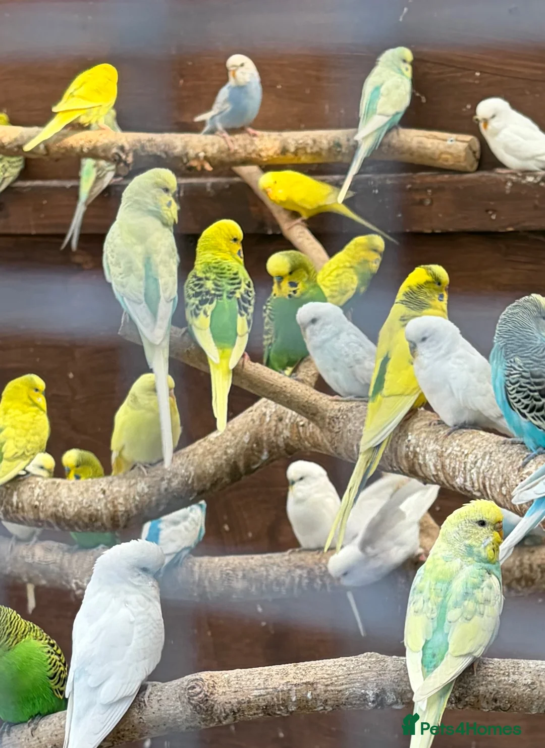Budgerigars birds for sale: This years Budgies 3-6 months Male & Female - Advert 1