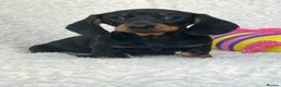 Dachshund dogs for sale: Beautiful Miniature Dachshund Puppies  - Advert 6