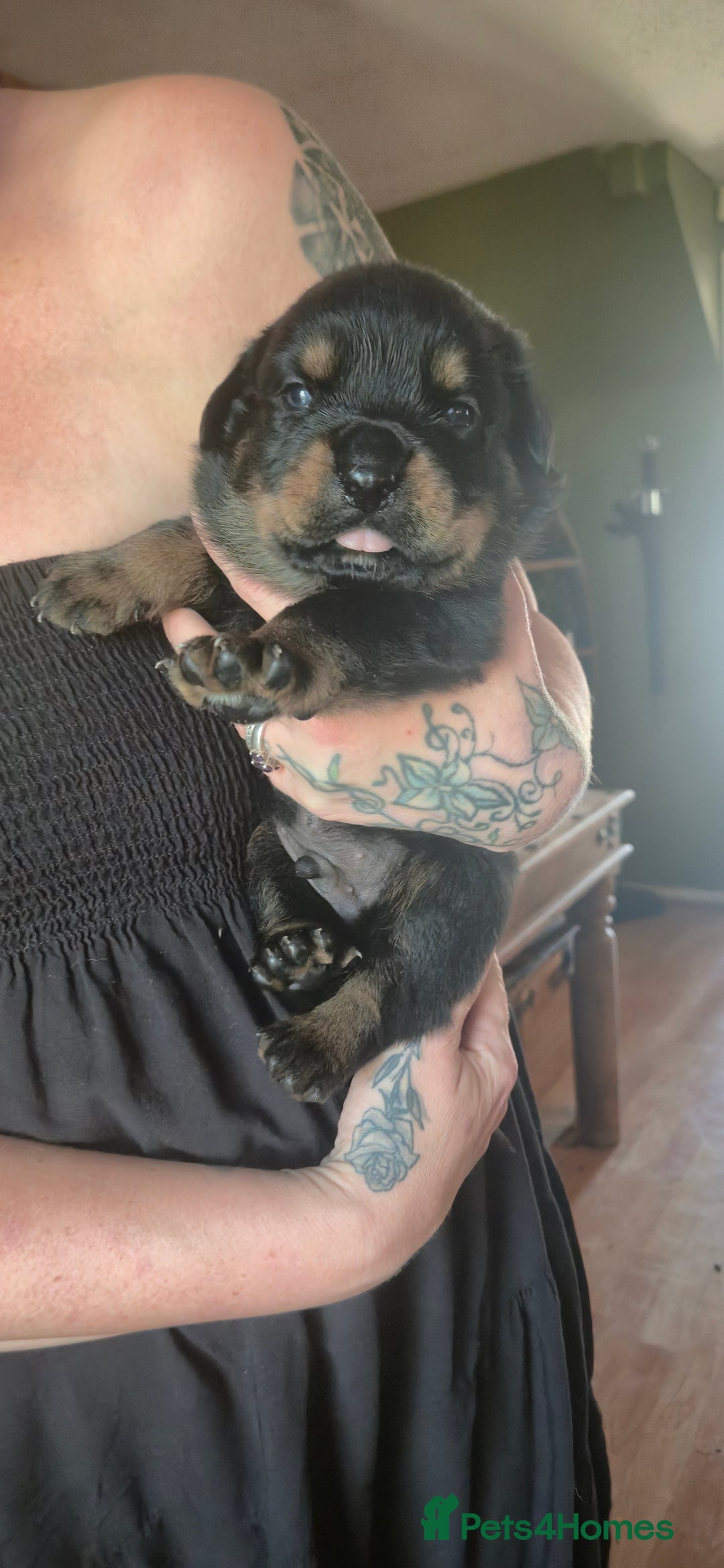 Rottweiler dogs for sale: Rottweiler pups - Image 9