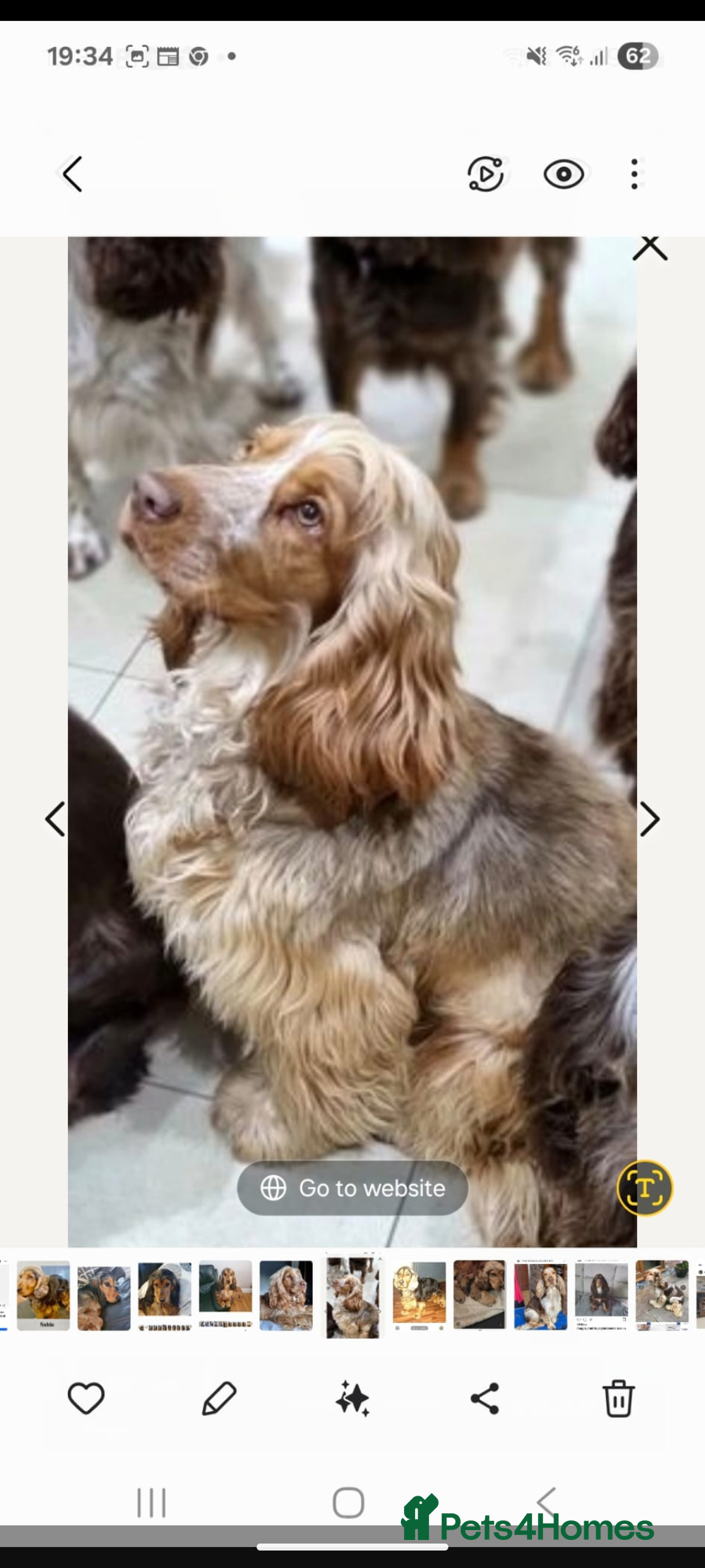 Cocker Spaniel dogs for sale: Quality Bred Show Type Cocker Spaniel Puppies - Image 23
