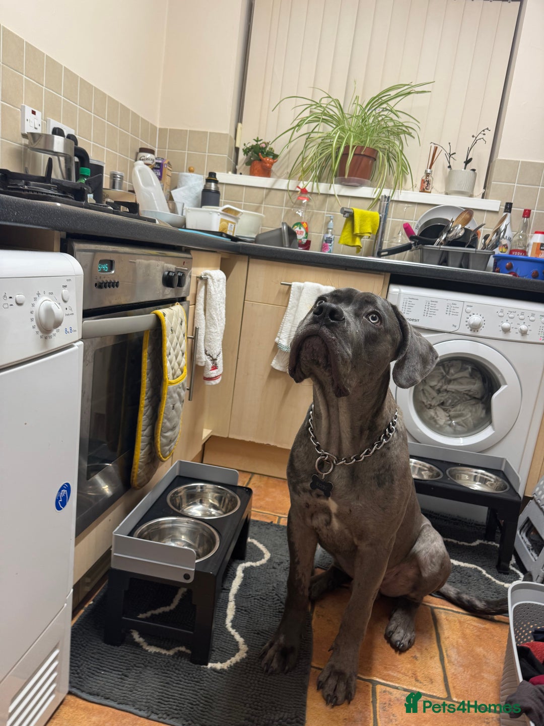 Mixed Breed dogs for sale: Cane Corso x Great Dane  - Advert 11
