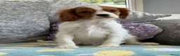 Cavalier King Charles Spaniel dogs for sale: Exquisite Cavalier Pups DNA Clear - Advert 6