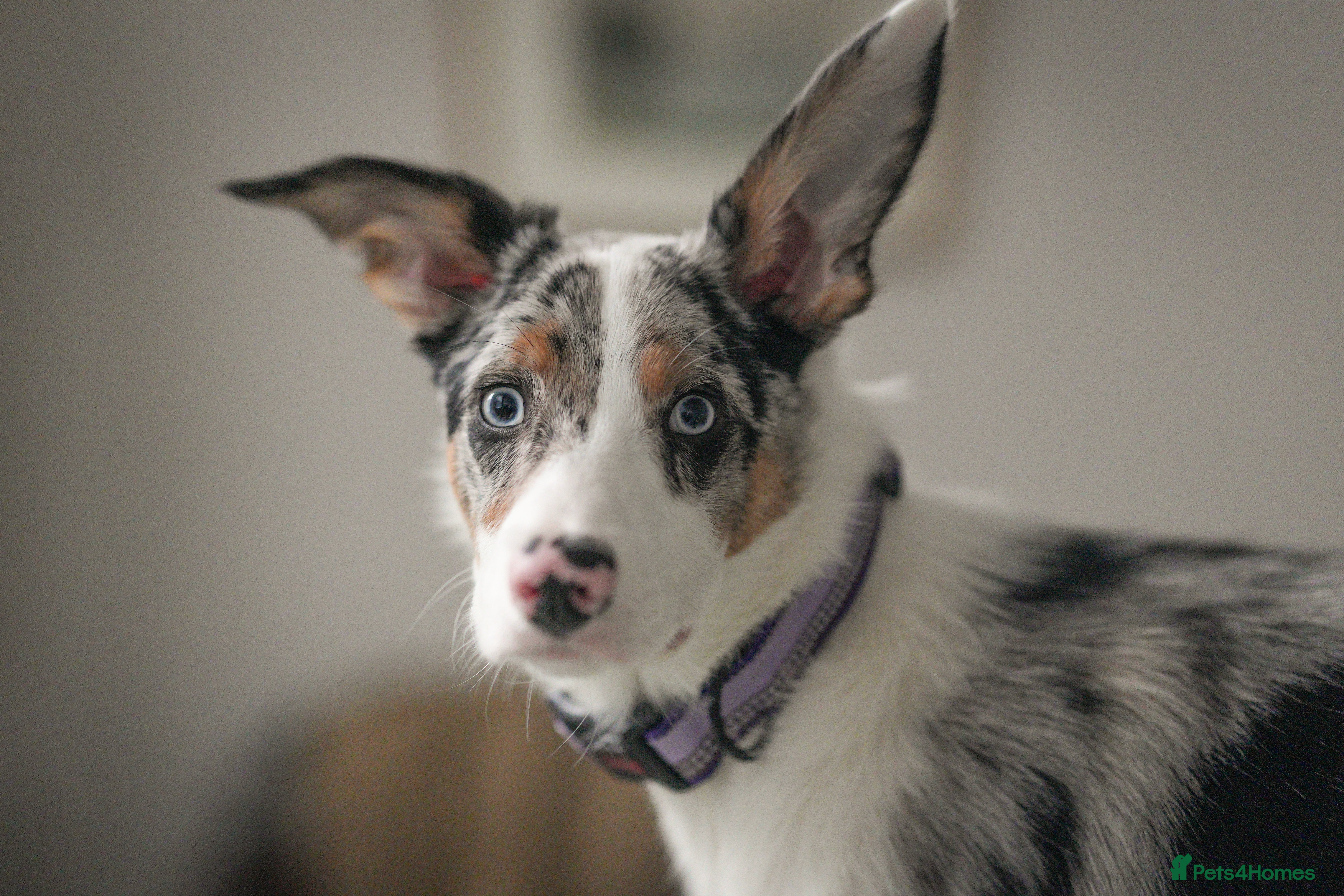 Border Collie dogs Border Collie - Tri Colour Blue Merle - Advert 5