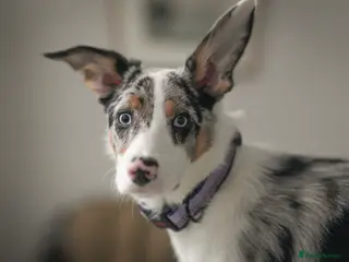 Border Collie dogs Border Collie - Tri Colour Blue Merle - Advert 5