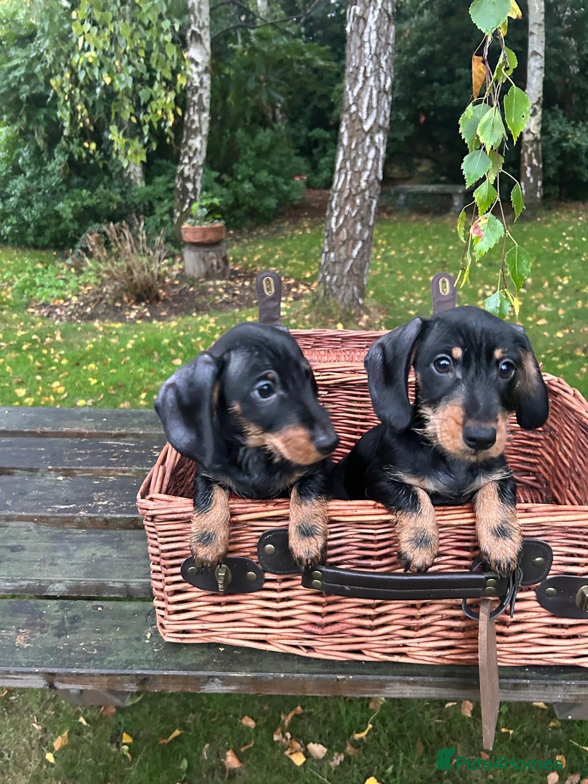 Miniature Dachshund dogs for sale:  🐾 Miniature Dachshund Puppies 🐾 - Advert 2