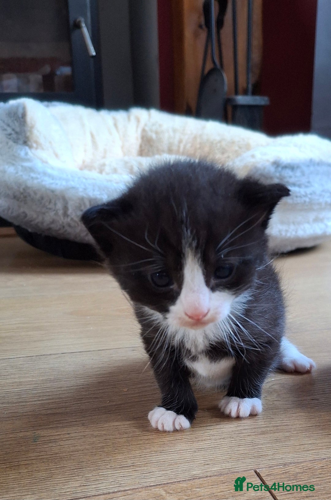 Mixed Breed cats for sale: Black/white Kittens x 2 - Image 3