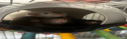 Rat rodents for sale: 4 Male Dumbo rats and complete set up for sale  in Esher - Advert 1