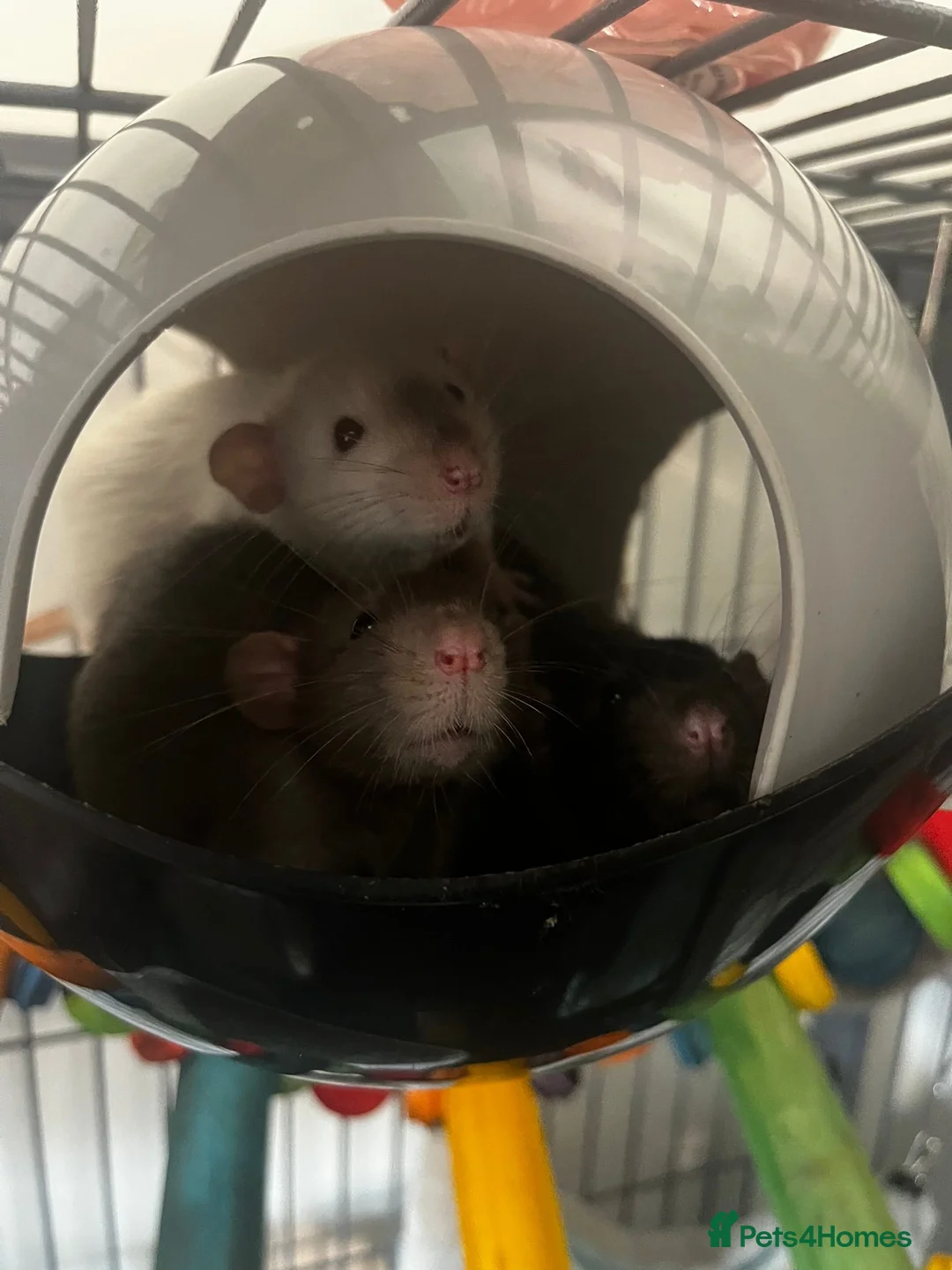 Rat rodents for sale: 4 Male Dumbo rats and complete set up for sale  in Esher - Advert 1