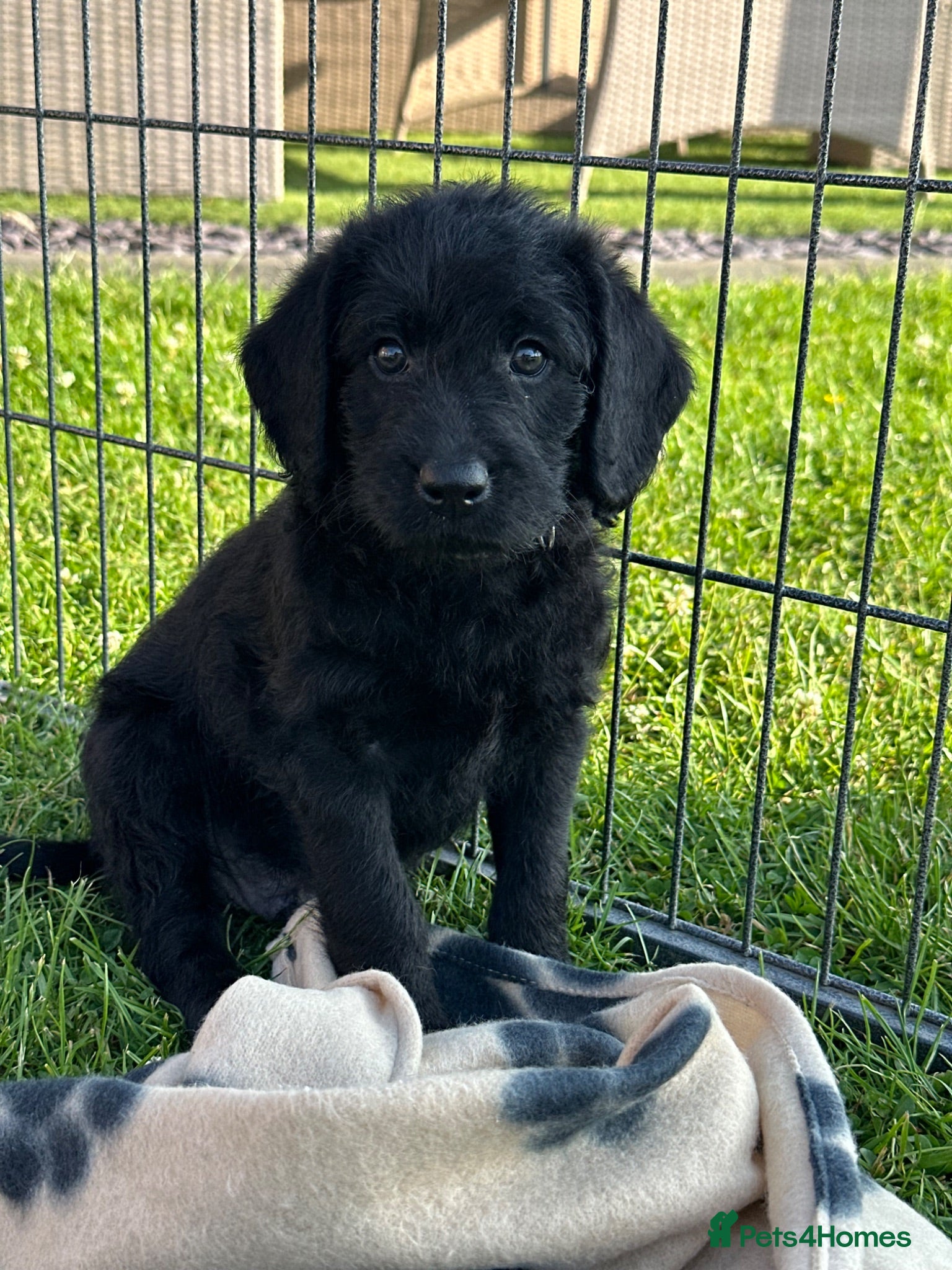 Labradoodle dogs Extensively Health Tested F1 Miniature Labradoodle - Advert 2